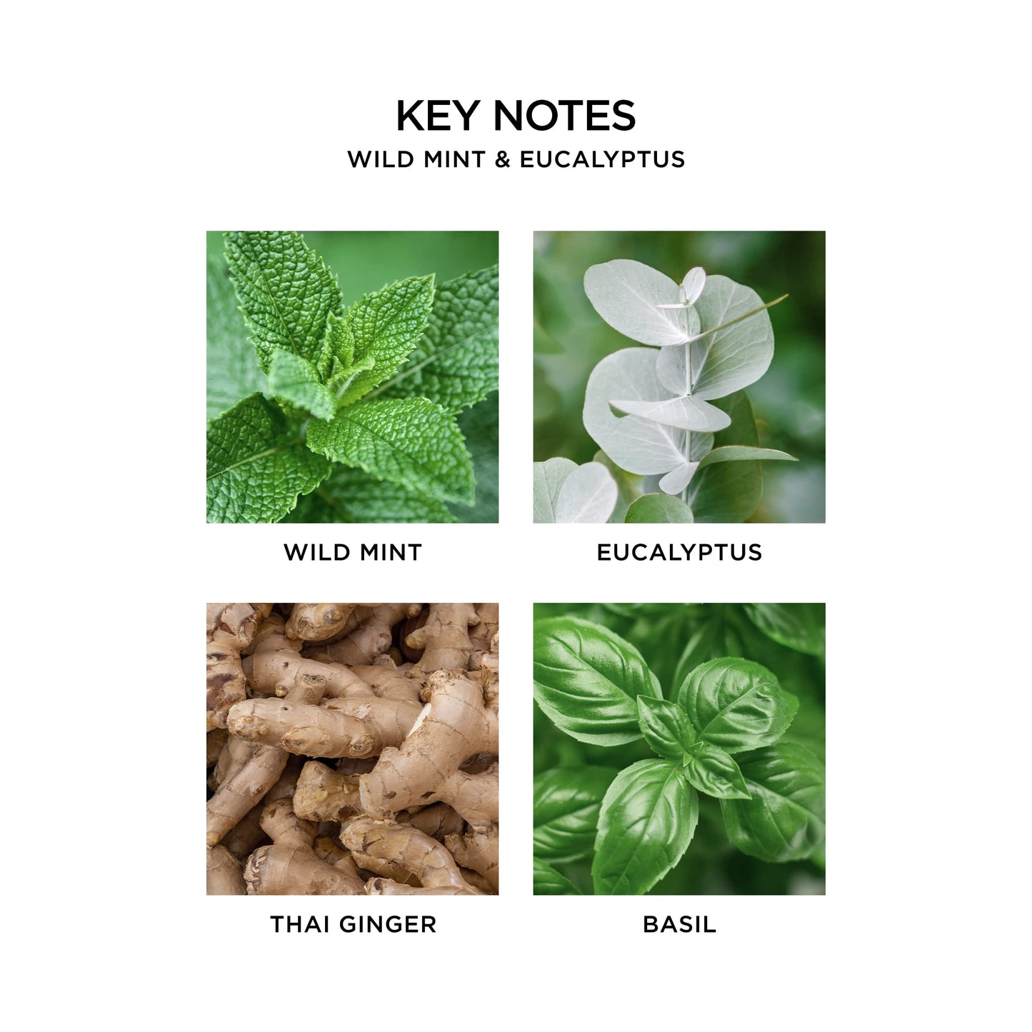 NEST New York Wild Mint & Eucalyptus Scented Classic Candle