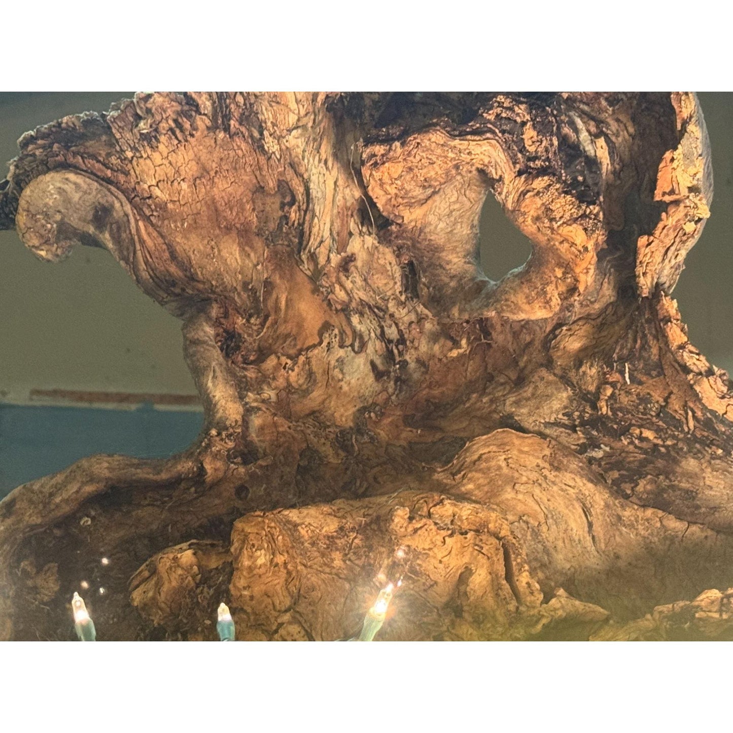 Rare Large Natural Driftwood Sculpture Rustic Organic Wood Art for Home & Garden