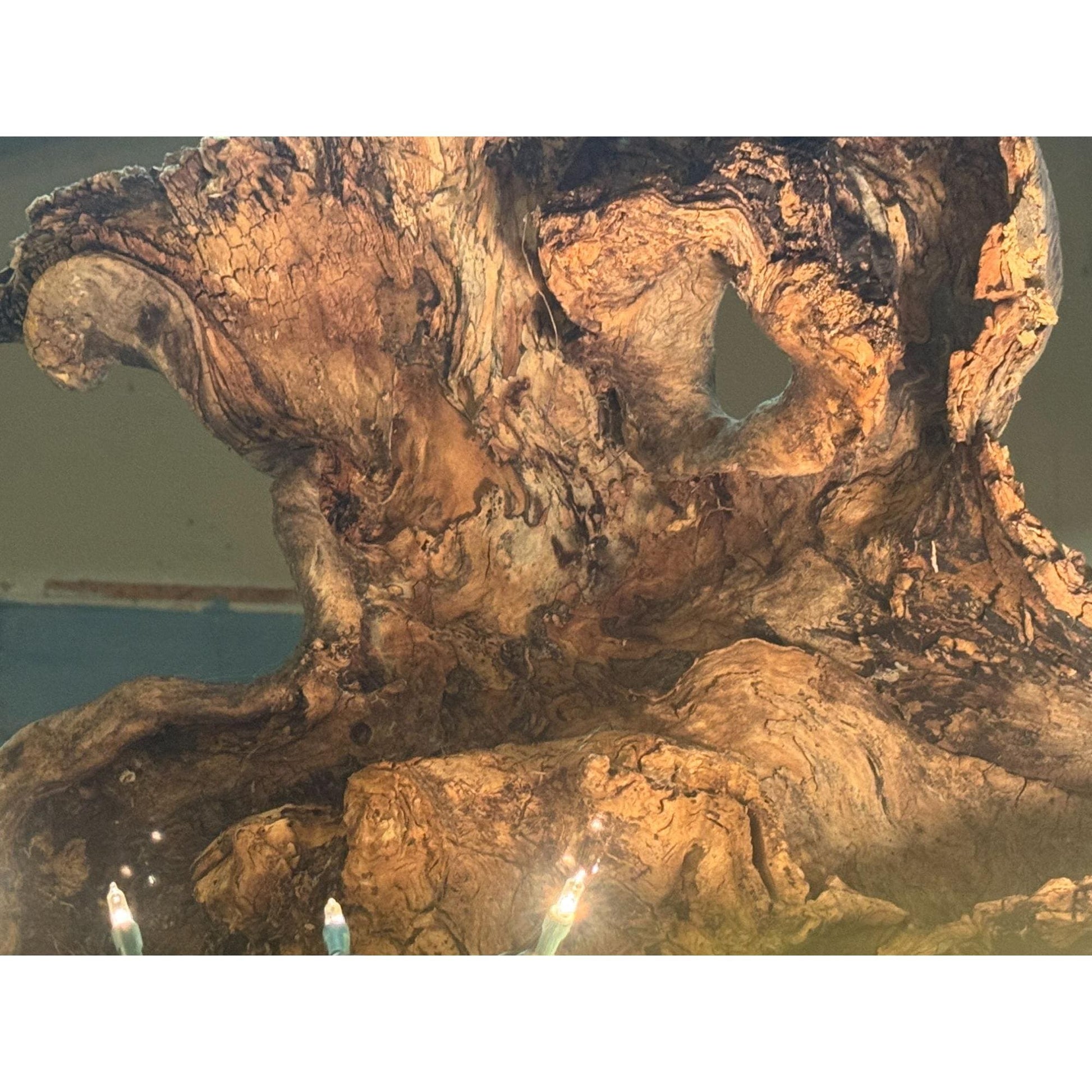Rare Large Natural Driftwood Sculpture Rustic Organic Wood Art for Home & Garden