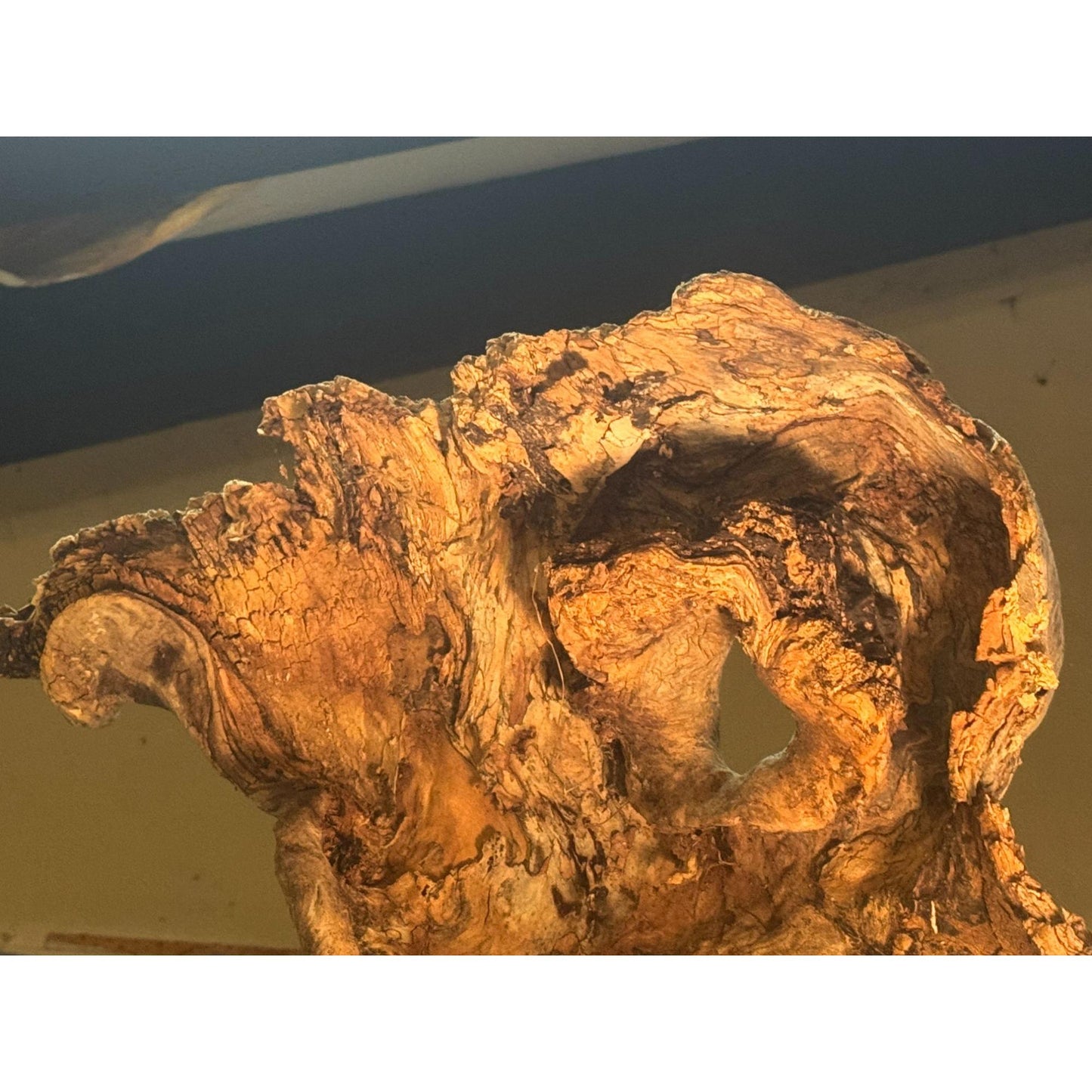 Rare Large Natural Driftwood Sculpture Rustic Organic Wood Art for Home & Garden