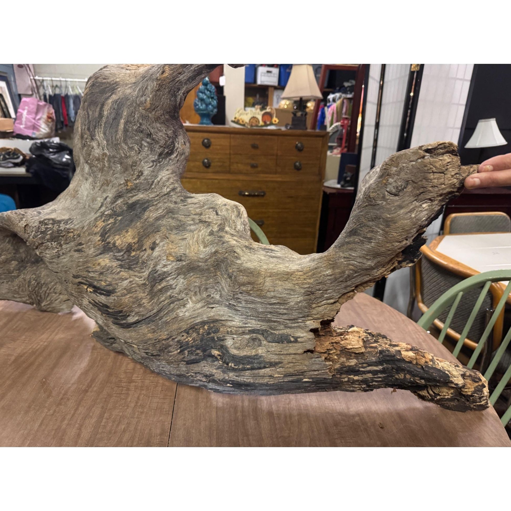 Rare Large Natural Driftwood Sculpture Rustic Organic Wood Art for Home & Garden